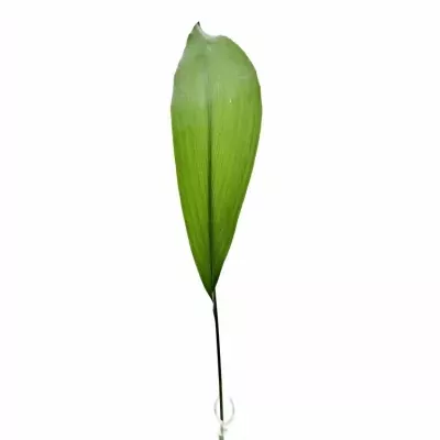 ASPIDISTRA 50cm