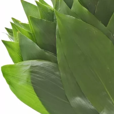 ASPIDISTRA 50cm