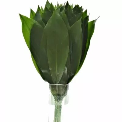 ASPIDISTRA 50cm