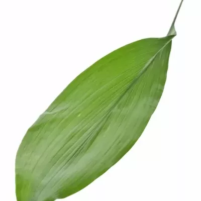 ASPIDISTRA 50cm