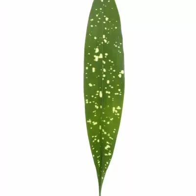 ASPIDISTRA MILKY WAY