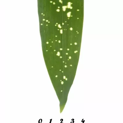 ASPIDISTRA MILKY WAY