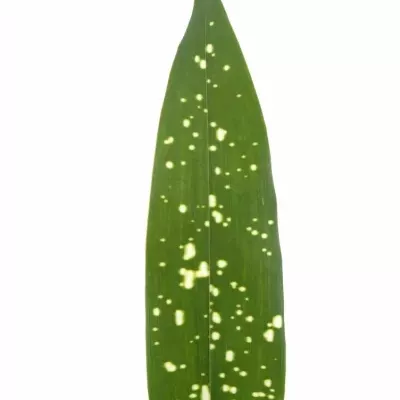 ASPIDISTRA MILKY WAY