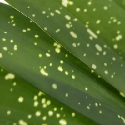 ASPIDISTRA MILKY WAY