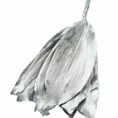 ASPIDISTRA SILVER 80cm