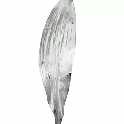 ASPIDISTRA SILVER 80cm