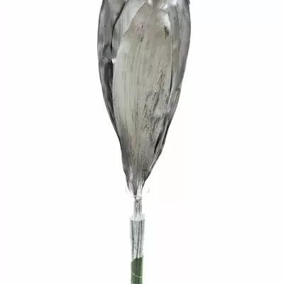 ASPIDISTRA SILVER 80cm