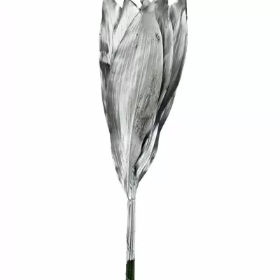 ASPIDISTRA SILVER 80cm