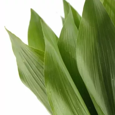 ASPIDISTRA WHITE STAR