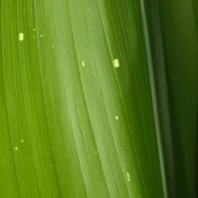 ASPIDISTRA WHITE STAR