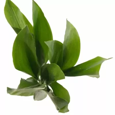 ASPIDISTRA WHITE STAR