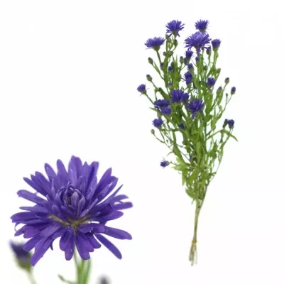 ASTER ASTEE DARK MILKA