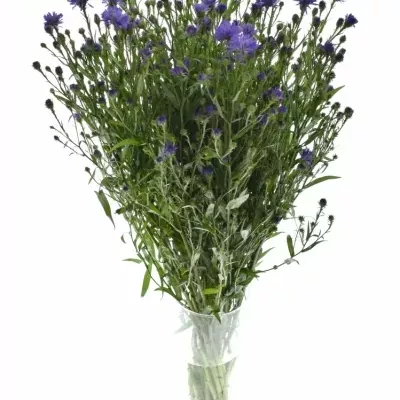 ASTER ASTEE DARK MILKA