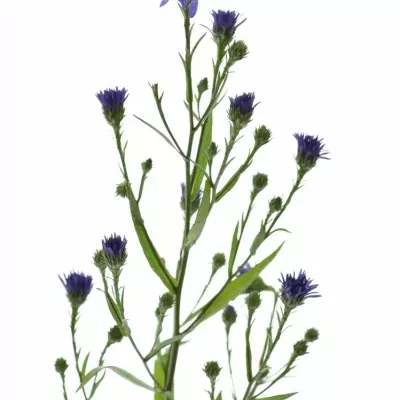 ASTER ASTEE DARK MILKA