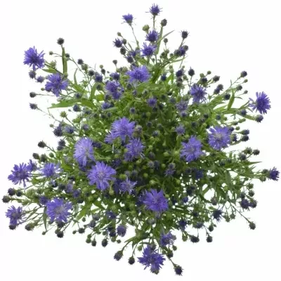 ASTER ASTEE DARK MILKA