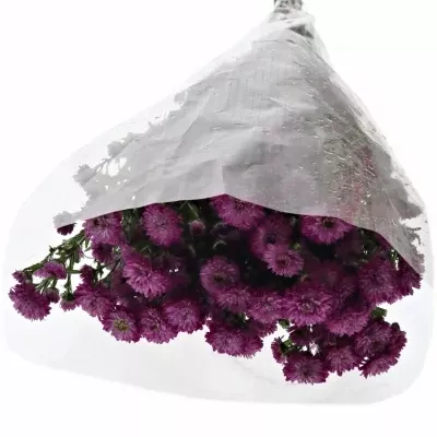 ASTER ASTEE KARM MILKA 70cm/20g