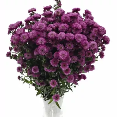 ASTER ASTEE KARM MILKA 70cm/20g