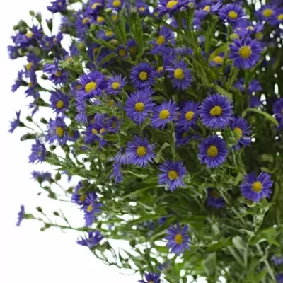 Aster BLUE MONARCH 70cm