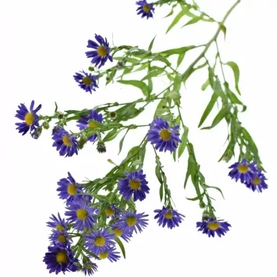 Aster BLUE MONARCH 70cm