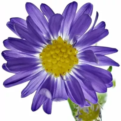 Aster BLUE MONARCH 70cm