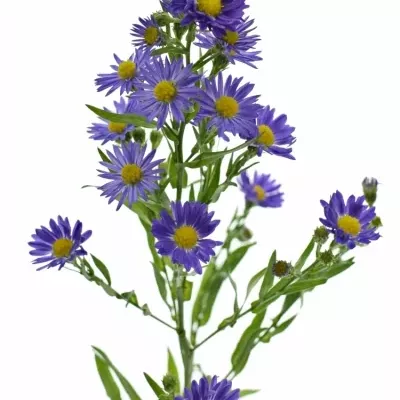 Aster BLUE MONARCH 70cm