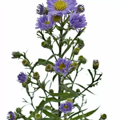 ASTER CASSANDRA 52cm/15g