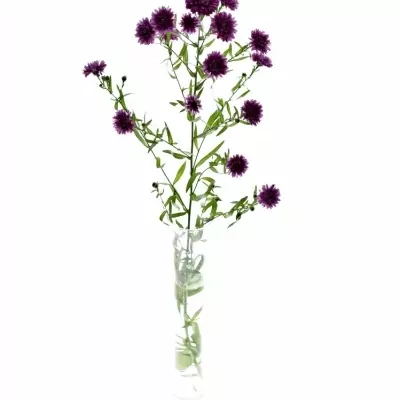 Aster FLASH 70cm/20g