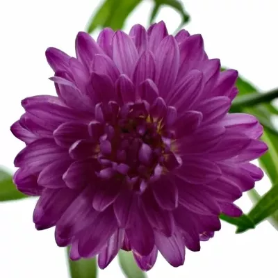 Aster FLASH 70cm/20g