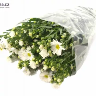 ASTER LINDA 80cm/20g