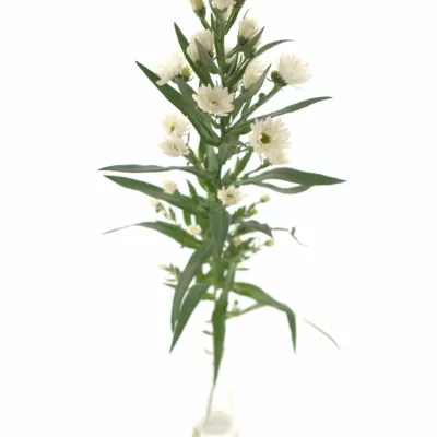 ASTER LINDA 80cm/20g