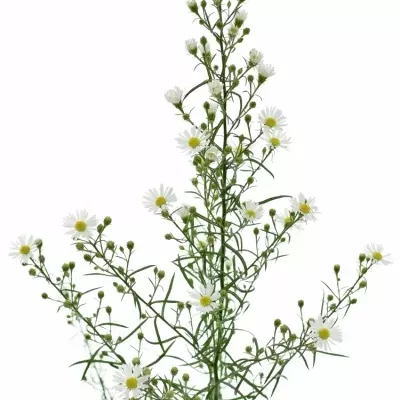 ASTER MONTE CASINO 80cm/25g