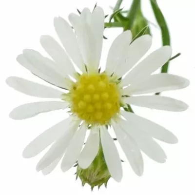 ASTER MONTE CASINO 80cm/25g