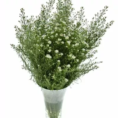 ASTER MONTE CASINO 80cm/25g