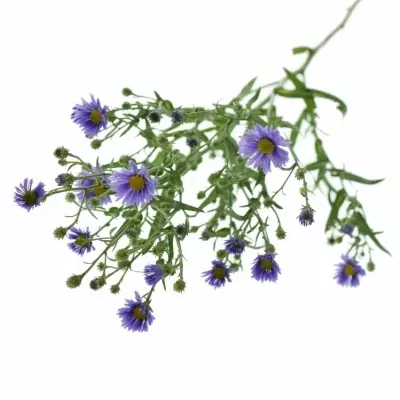 ASTER NACHTCARO CASAMARE 70cm/25g