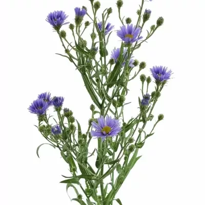 ASTER NACHTCARO CASAMARE 70cm/25g