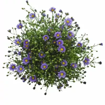 ASTER NACHTCARO CASAMARE 70cm/25g