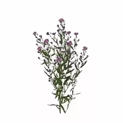 ASTER NACHTCARO CASAROSA 52cm/10g