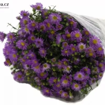 ASTER NACHTCARO CASAROSA 52cm/10g