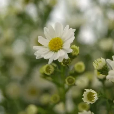 ASTER PAQUITA