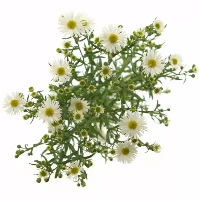 ASTER SUNRIO