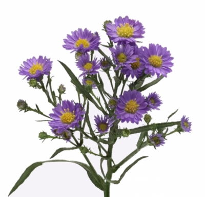 ASTER TEENY TINY BLUE 