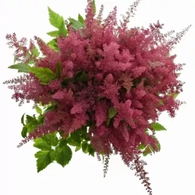 ASTILBE ANITA PFEIFER