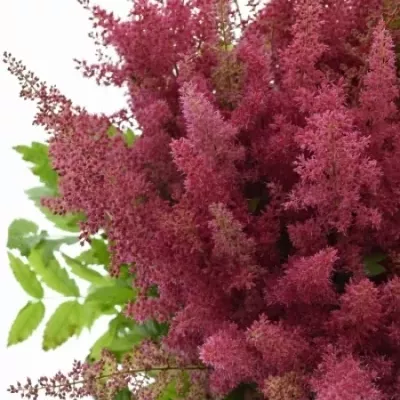 ASTILBE ANITA PFEIFER