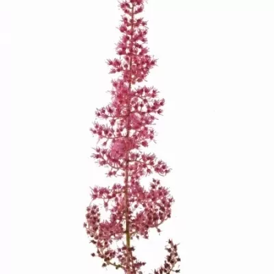 ASTILBE ANITA PFEIFER