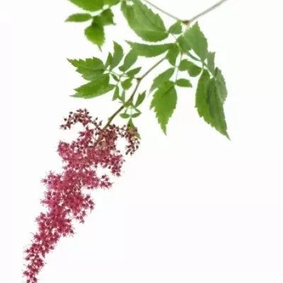 ASTILBE ANITA PFEIFER