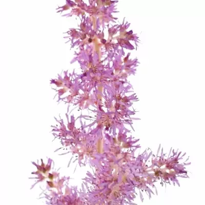 Astilbe AR AMETHYST 70cm