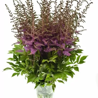 Astilbe AR AMETHYST 70cm