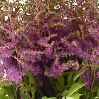 Astilbe AR AMETHYST 70cm