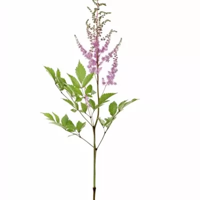 Astilbe AR AMETHYST 70cm