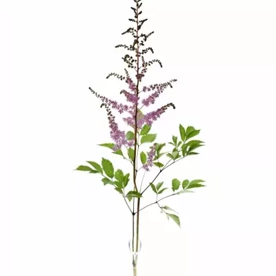 Astilbe AR AMETHYST 70cm